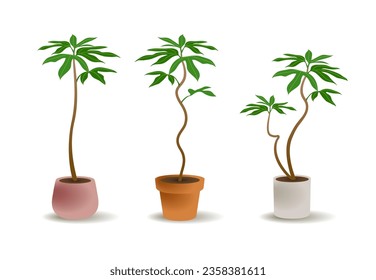 Three-shape Korean Dendropanax Tree Plant Pot Vector Illustration.