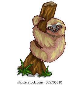 Three-toed sloth (family Bradypodidae) sitting in a tree. Vector illustration.