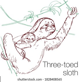 Three-toed sloth hand drawn vector illustration. Linear engraved art