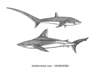 Thresher shark and Atlantic Bull shark or mackerel porbeagle predator. Marine animal. Sea life. Hand drawn vintage engraved sketch. Ocean fish. Vector illustration for web, logo or t-shirt.