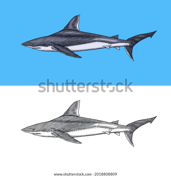 Thresher shark and Atlantic Bull shark or\
mackerel porbeagle predator. Marine animal. Sea life. Hand drawn\
vintage engraved sketch. Ocean fish. Vector illustration for web,\
logo or t-shirt.