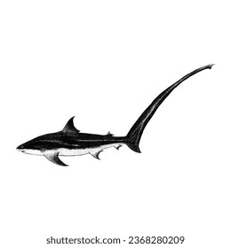 Thresher Shark hand drawing vector isolated on white background.