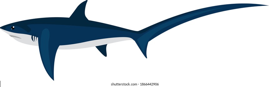 Thresher shark, illustration, vector on white background.