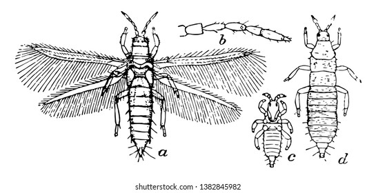 Thrips Tabaci es una plaga a cultivos de cebolla, dibujo de lineas vintage o ilustración de grabado.