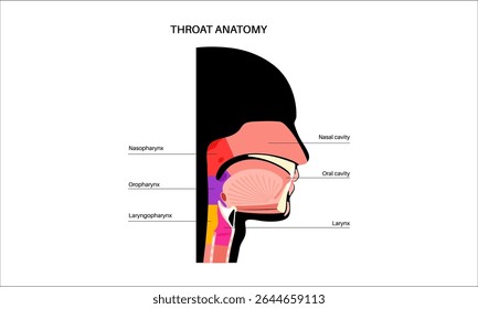Throat anatomy in sagittal view infographic poster. Pharynx, larynx, nasal and oral cavities. Trachea, esophagus and surrounding structures. Educational medical vector illustration for anatomy study.