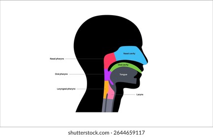 Throat anatomy in sagittal view infographic poster. Pharynx, larynx, nasal and oral cavities. Trachea, esophagus and surrounding structures. Educational medical vector illustration for anatomy study.
