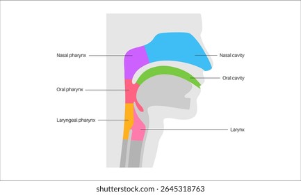 Anatomia da garganta em cartaz infográfico com vista sagital. Faringe, laringe, cavidades nasal e oral. Traqueia, esôfago e estruturas circundantes. Ilustração de vetor médico educacional para estudo de anatomia.