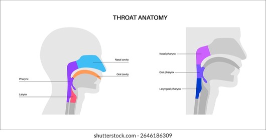Anatomia da garganta em cartaz infográfico com vista sagital. Faringe, laringe, cavidades nasal e oral. Traqueia, esôfago e estruturas circundantes. Ilustração de vetor médico educacional para estudo de anatomia.