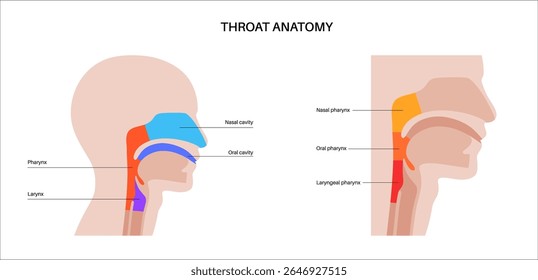 Anatomia da garganta em cartaz infográfico com vista sagital. Faringe, laringe, cavidades nasal e oral. Traqueia, esôfago e estruturas circundantes. Ilustração de vetor médico educacional para estudo de anatomia.