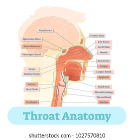 Throat anatomy vector illustration diagram, educational medical scheme.