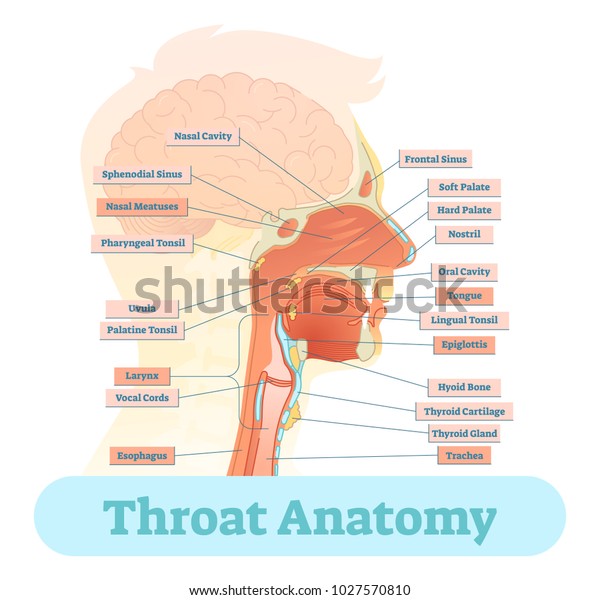 Throat anatomy vector illustration diagram,\
educational medical\
scheme.