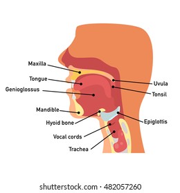 Throat Anatomy,vector Illustration.