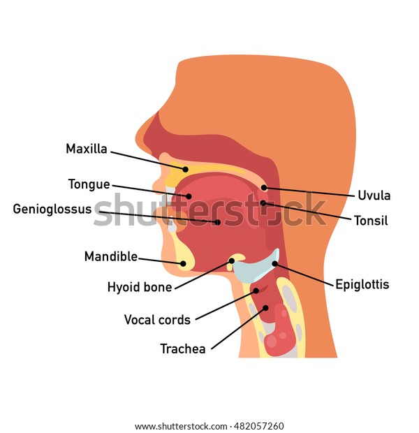 Throat Anatomyvector Illustration Stock Vector (Royalty Free) 482057260