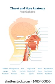 Throat and nose anatomy vector illustration. Blank mouth structure scheme. Education material for teacher lessons and practice course. Printable nasal biology workbook topic diagram with empty fields.