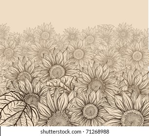Through the field. Sunflower