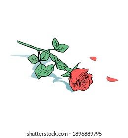 Thrown red rose the floor  A rejected gift   unhappy love  Vector isolated pop art illustration  White background 