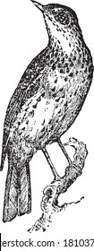 Thrush (bird), From the Dictionary of Word and Things, 1888.