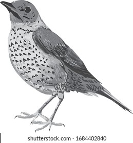 Thrush bird. Gray vector illustration.