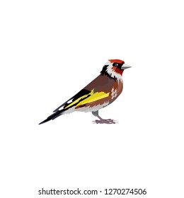 Thrush bird illustration. Bird, red, wings,  feather. Nature life concept. Vector illustration can be used for topics like nature, animal world, encyclopedia