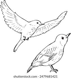 Tuschezeichnungen für Soor-Vögel. In: Wildlife animals line illustration. Schlichter, skizzenhafter Stil. Ein Vogel sitzt und in Flugskizzen. Isoliert auf weiß. 