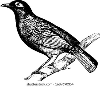 Thrush is a family Turdidae of passerine birds with a worldwide distribution, vintage line drawing or engraving illustration.