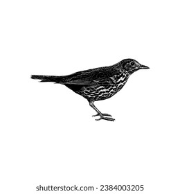 Thrush hand drawing vector isolated on white background.