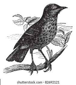 Thrush itself (Turdus musicus) or Redwing vintage engraving. Old engraved illustration of turdus musicus perched on branch. Trousset encyclopedia (1886 - 1891).