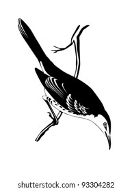 thrush silhouette on white background, vector illustration