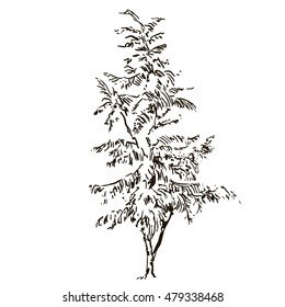 Thuja, arbor vitae, evergreen tree isolated on white background