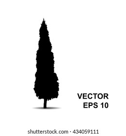 Thuja. Black tree silhouette isolated on white background. Vector icon.