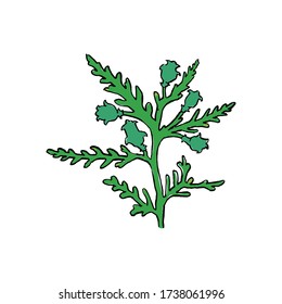 Thuja branch with cones. Hand drawn vector illustration on white background