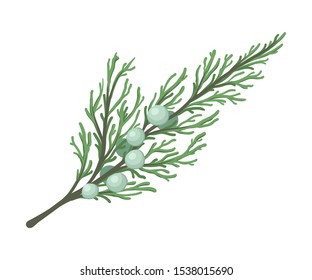 Thuja branch with rare leaves. Vector illustration.