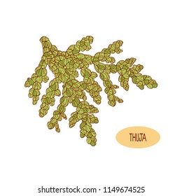Thuja. Branch. Sketch. Color pattern