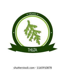 Thuja. Branch. Sketch. Color pattern. Logo, emblem, sticker