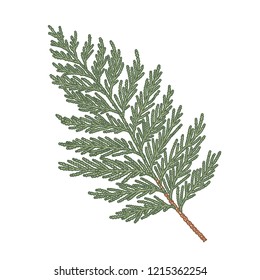 Thuja hand drawn branch, engraved botanical decor. Vector sketch illustration isolated on white background for greeting card, banner, website and holiday decor