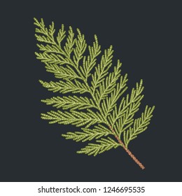 Thuja hand drawn branch, engraved botanical decor. Vintage sketch illustration for greeting card, banner, website and holiday decor.