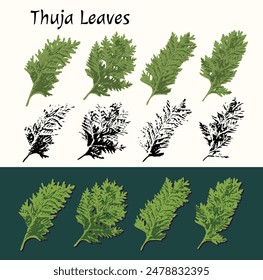 Thuja leaves on white, dark background. Image trace, cleaned and simplified illustrations. Silhouette imprint. Not AI.