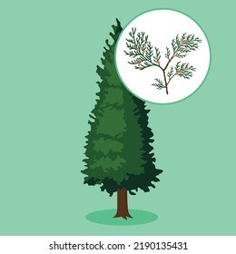 thuja on a green background