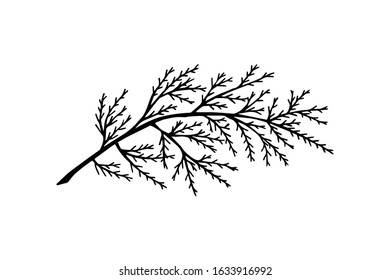 thuja tree branch. on a white background isolate. eps 10 vector stock illustration. 