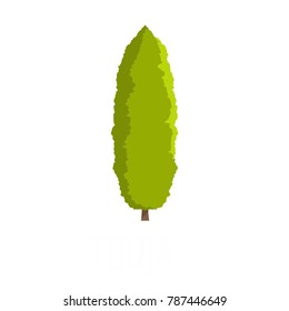 Thuja tree icon. Flat illustration of thuja tree vector icon isolated on white background