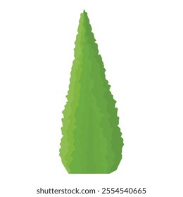 Thuja tree isolated on white background. Coniferous tree. Emerald Green Arborvitae. Vector 