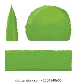 Thuja tree, round shape bush, shrub and green fence isolated on white background. Garden decoration elements. Vector