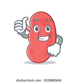 Thumbs up kidney character cartoon style