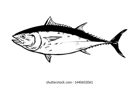 Thunnus thynnus. Black and white Hand Drawn red tuna. Design elements for logo, label, emblem, sign, brand mark. Vector illustration. Vector icons for product, company, restaurant label