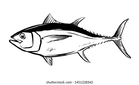 Thunnus thynnus. Schwarz-weißer handgezeichneter roter Thunfisch. Design-Elemente für Logo, Etikett, Emblem, Zeichen, Marke. Vektorgrafik für Produkte, Unternehmen, Restaurant-Label