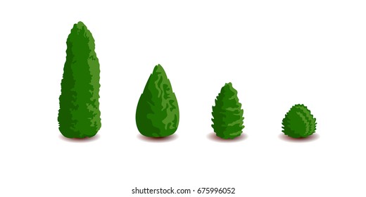 Thuya is young, evergreen. For landing. Isolated, on white background. 