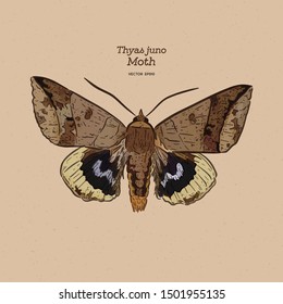 Thyas juno is a species of moth of the family Noctuidae. hand draw sketch vector.