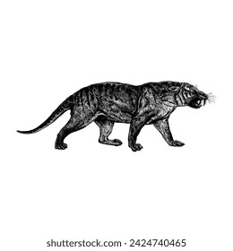 Thylacosmilus hand drawing vector isolated on white background.