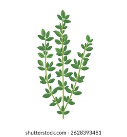 thyme 2D flat vector illustration icon, isolated on a white background.