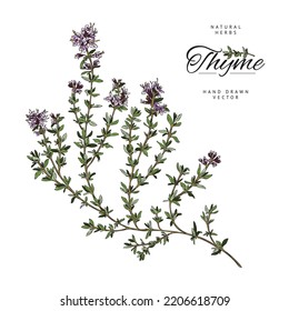 Thyme aromatic herbal plant single branch with flowers, hand drawn sketch vector illustration isolated on white background. Thyme botanical decorative element.